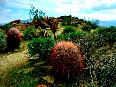 Desert Flora in Santa Rosa and San Jacinto Mountains National Monument in Palm Springs-South Coast Field Office