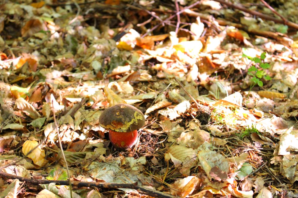 Forest autumn the collection of