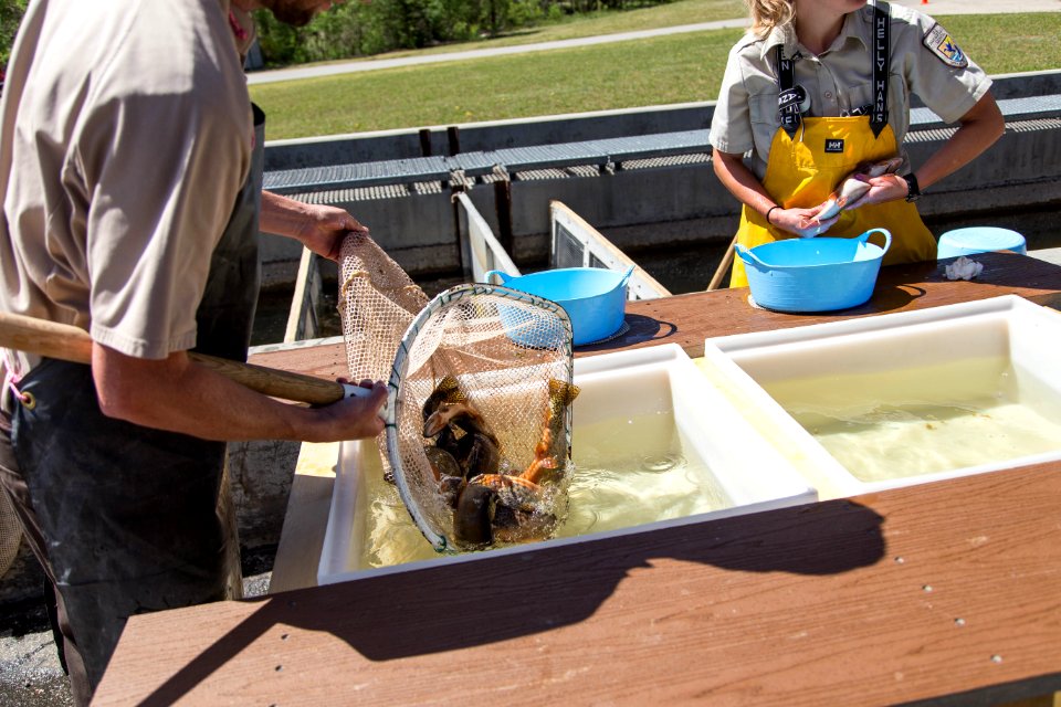 Fish Spawning At Leadville National Fish Hatchery