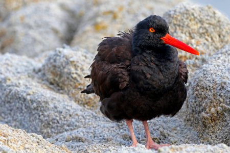 Black Oystercatcher