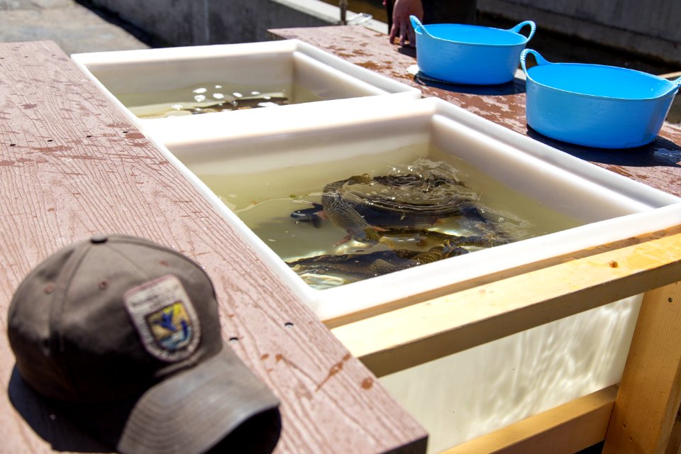 Fish Spawning At Leadville National Fish Hatchery