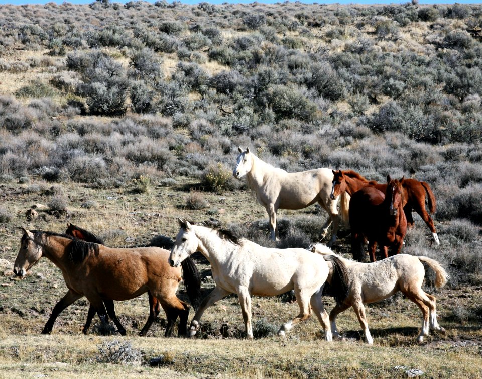 Horses in the Fox Hog Herd Management Area