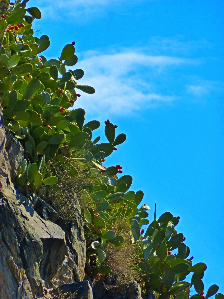 Cactus rock sky