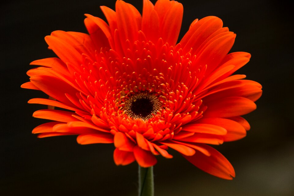 Flower nature flowers