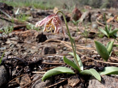 BLM Ukiah Field Office Wildflowers