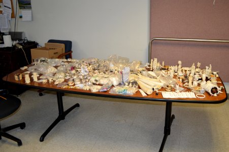 Seized ivory to be crushed