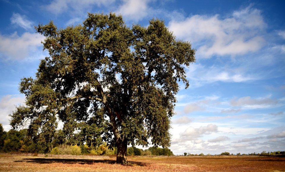 Cosumnes River Preserve