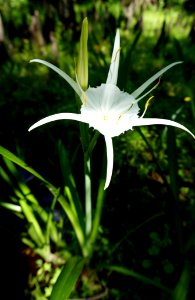 Spider Lily photo