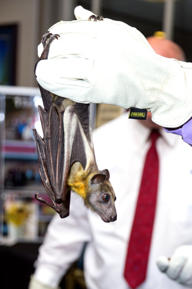 Bat Week 2017 - Congressional Reception