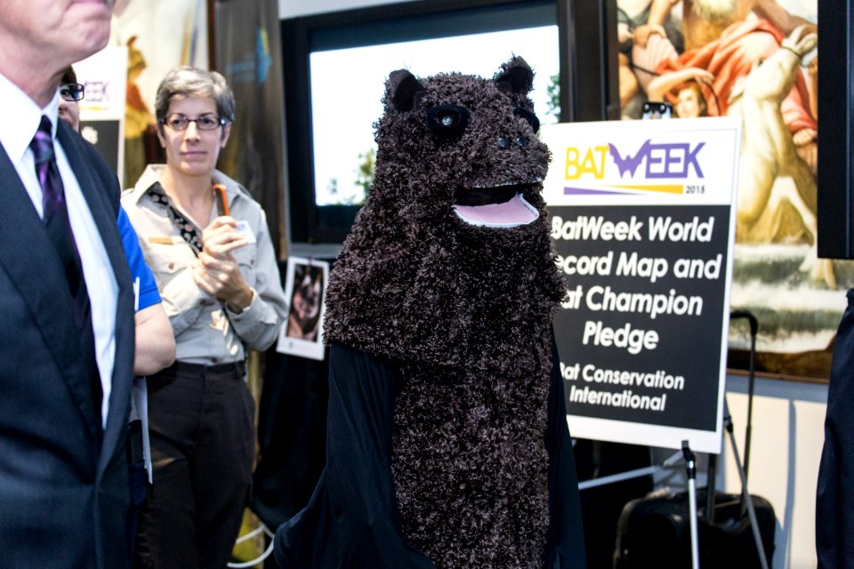 Bat Week 2015