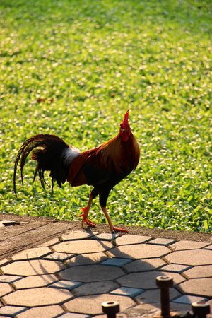 Chicken the animals in the country birds