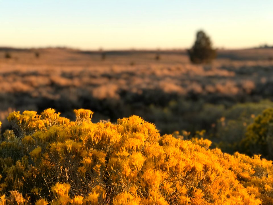 Ft. Bidwell flowers, Applegate Field Office