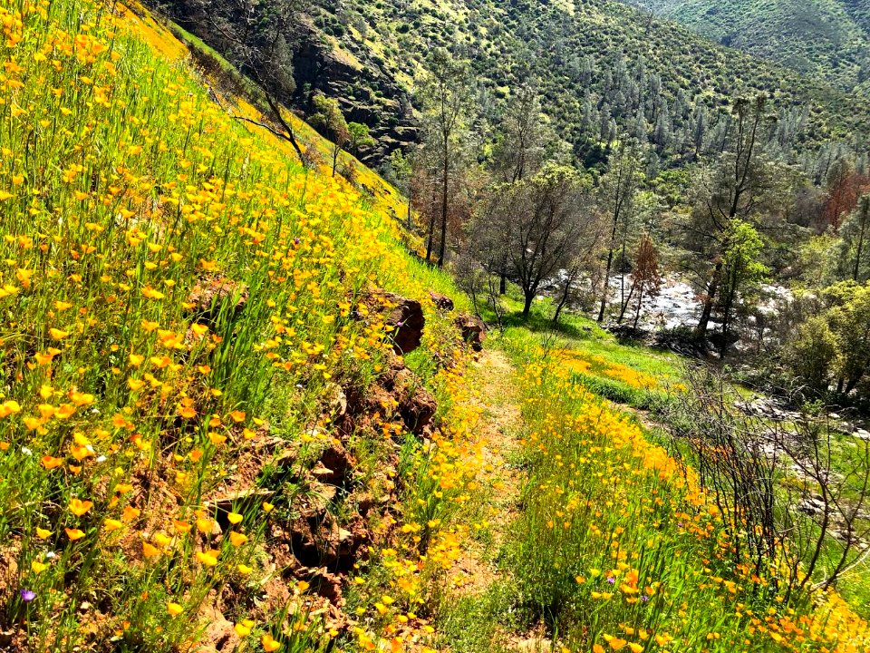 April 2018 Super Bloom along North Fork Merced