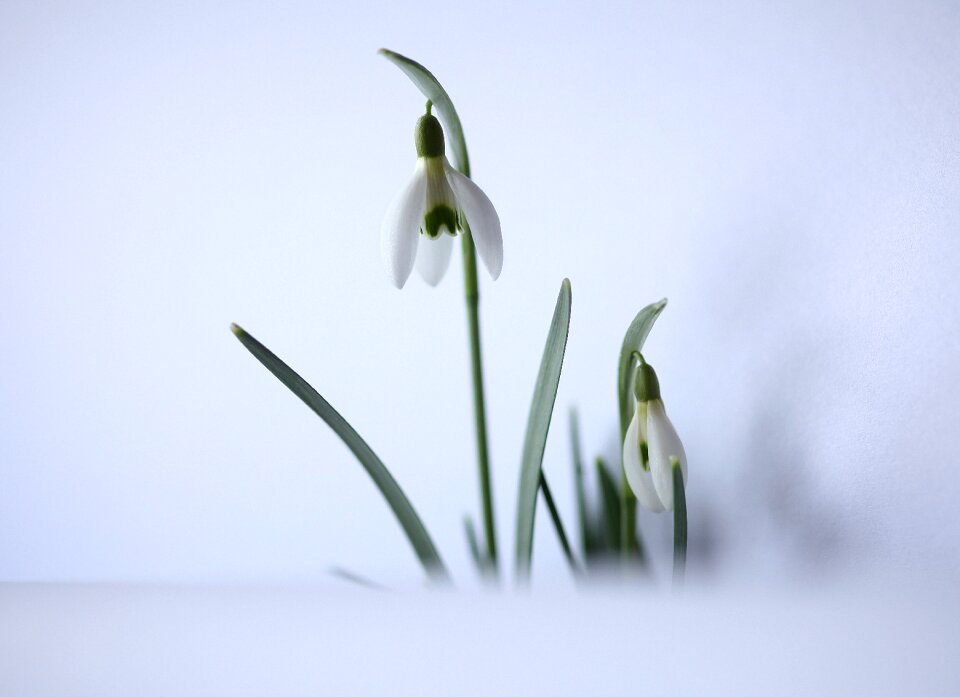 Floral harbingers of spring february