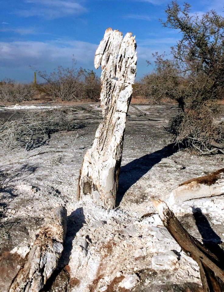 Wildfire in the Sonoran Desert National Monument in BLM Arizona