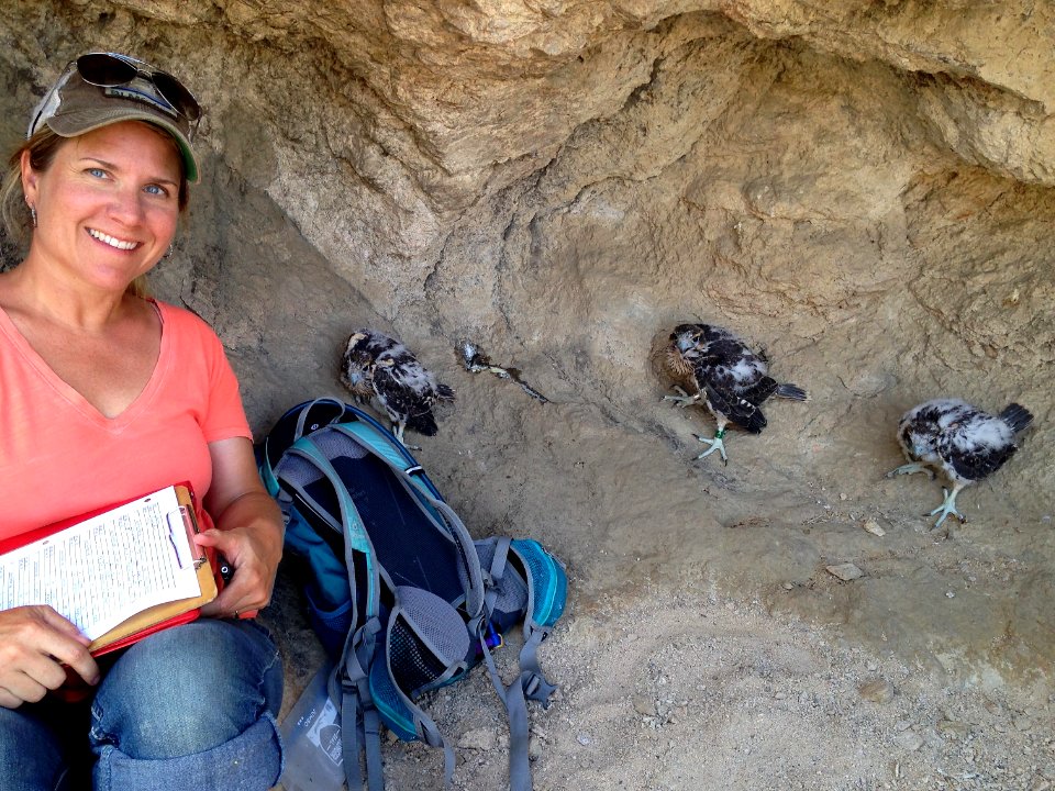 Prairie Falcons in the Ridgecrest Field Office