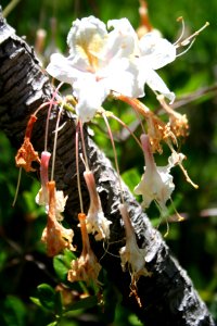 BLM Arcata Field Office Wildflowers