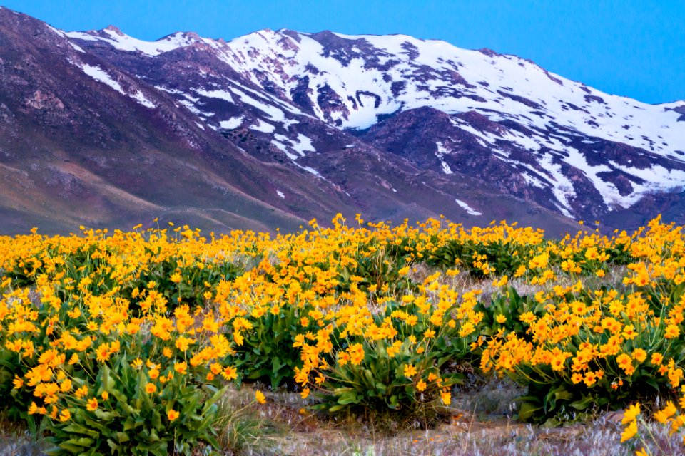 Granite Mountains, NV