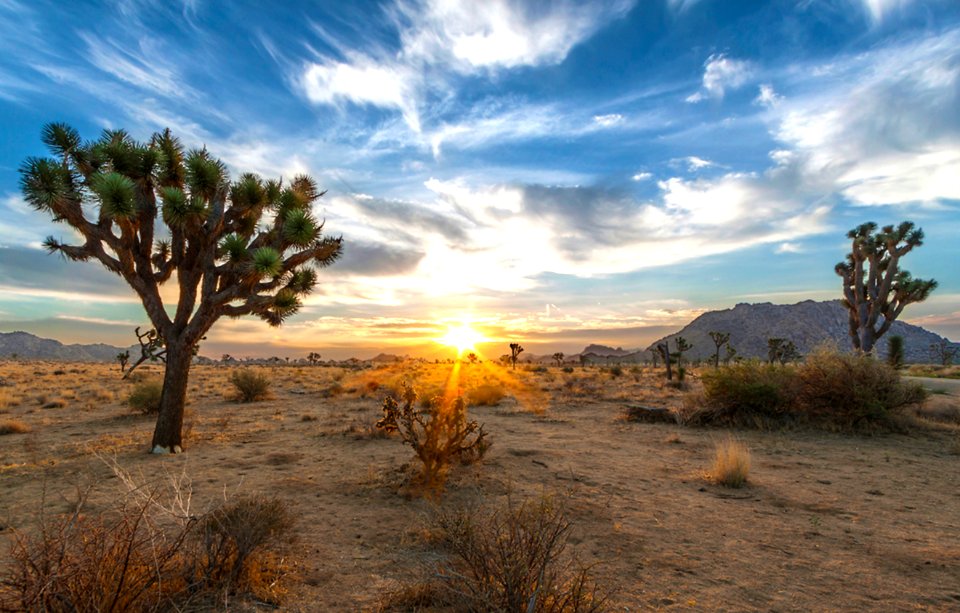 Joshua Trees in the California Desert photo