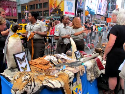 New York Ivory Crush 2015