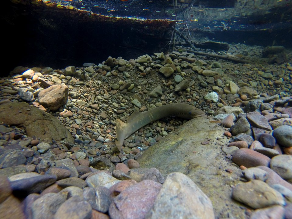 Pacific Lamprey Cling