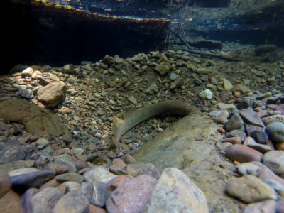 Pacific Lamprey Cling