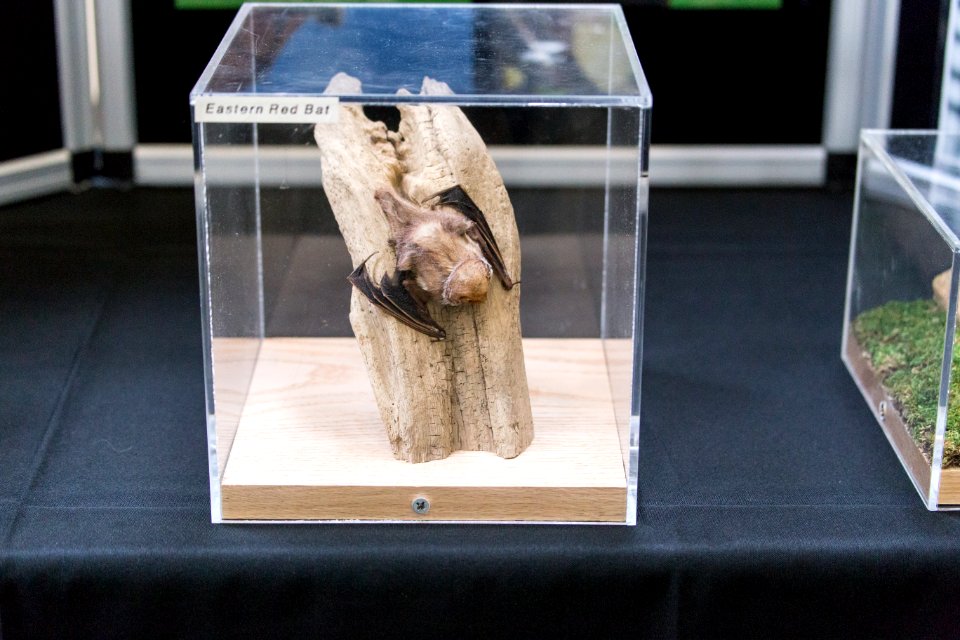 Bat Week 2015
