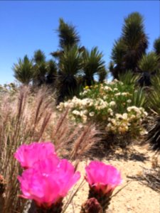Along the Pacific Crest Trail in the Ridgecrest Field Office