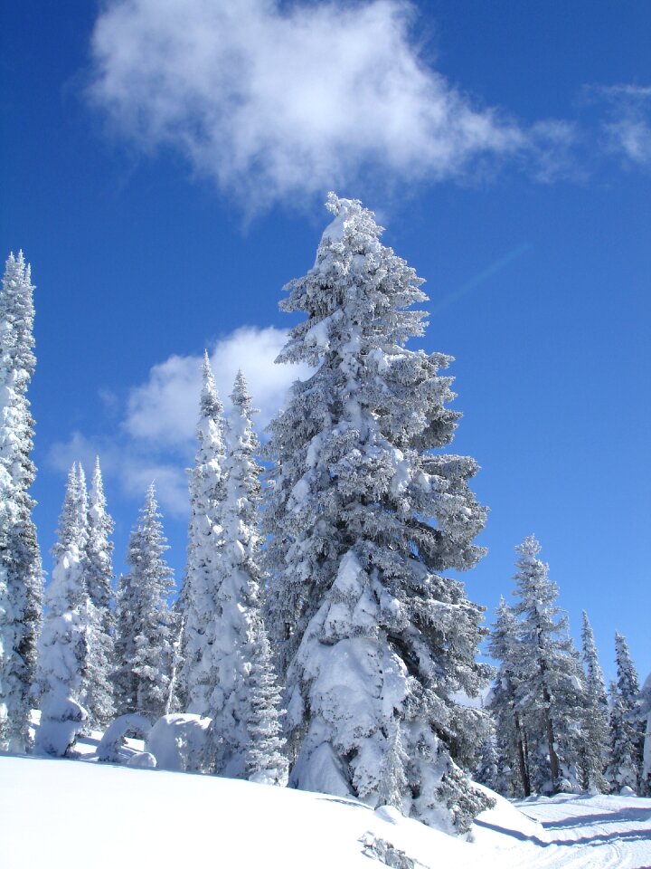 Ice tree mountain