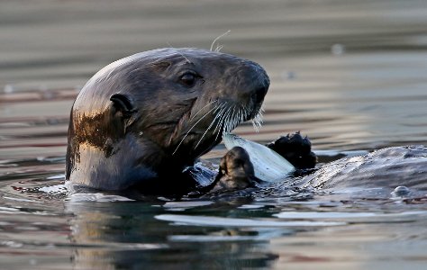 Sea Otter