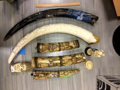 Seized ivory to be crushed