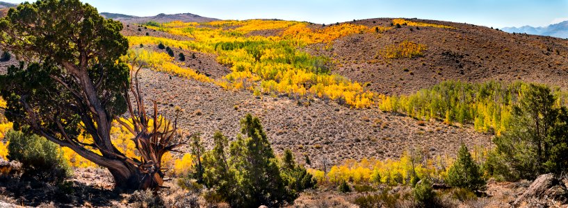 Bodie Hills Fall Colors photo