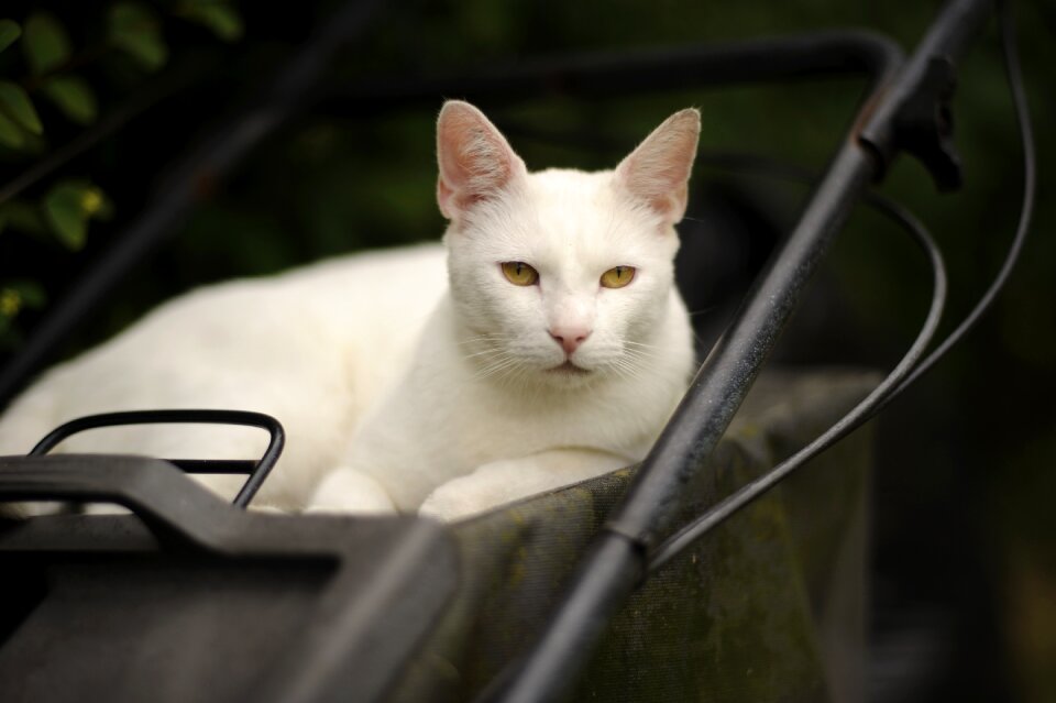 Yellow eyes animal portrait pet