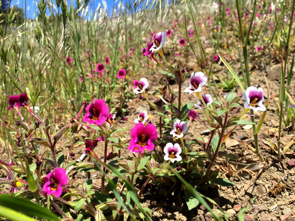 BLM Arcata Field Office Wildflowers
