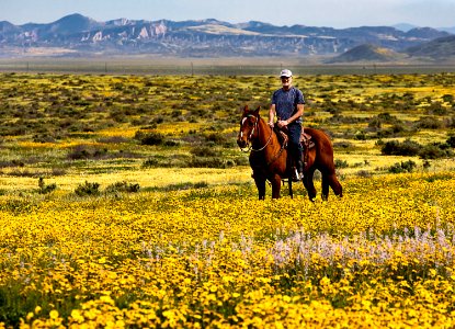 April 2019 Wildflowers at Carrizo Plain National Monument