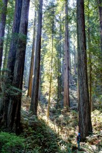 Headwaters Forest Reserve