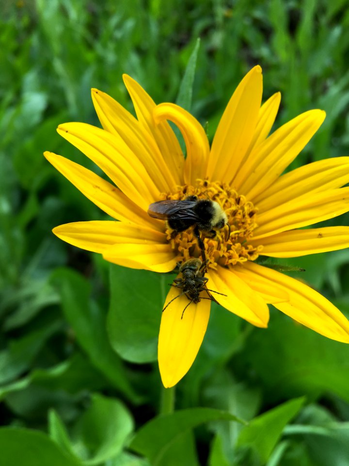 BLM Arcata Field Office Wildflowers