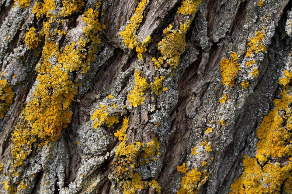 Bark log nature photo