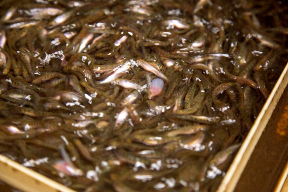 Little White Salmon Fish Hatchery