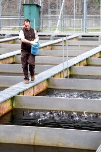 Little White Salmon Fish Hatchery