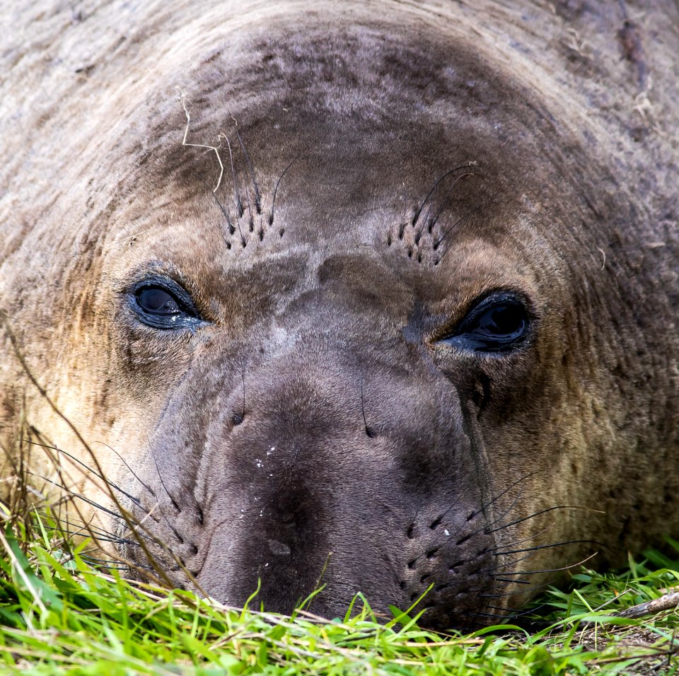 Elephant Seal in the King Range
