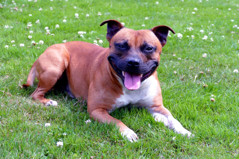 Purebred domestic breed