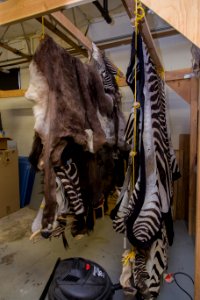 Wildlife Forensics Lab