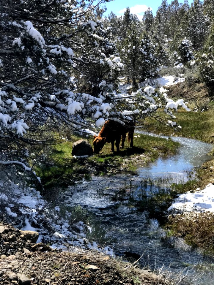 Spring thaw in the Applegate Field Office