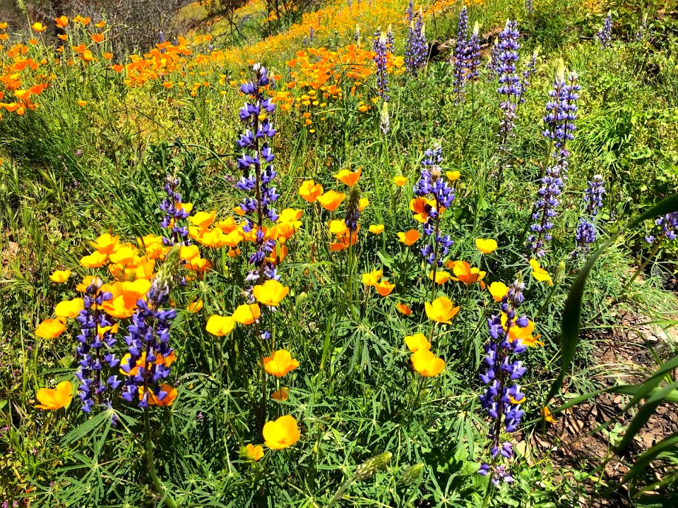 April 2018 Super Bloom along North Fork Merced