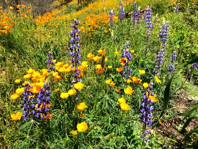 April 2018 Super Bloom along North Fork Merced
