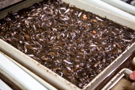 Little White Salmon Fish Hatchery