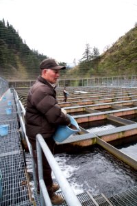Little White Salmon Fish Hatchery