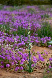 Desert Lily Sanctuary photo