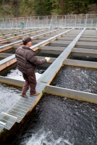 Little White Salmon Fish Hatchery